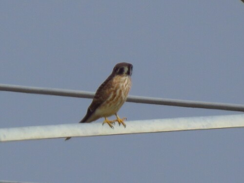 American Kestrel