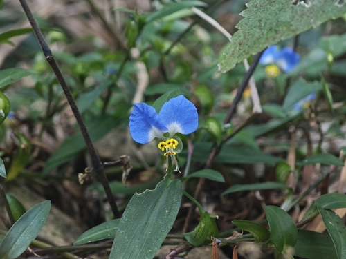 Asiatic dayflower