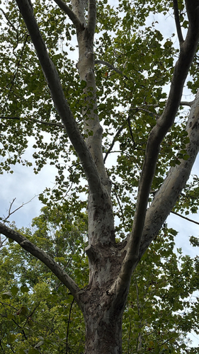American sycamore