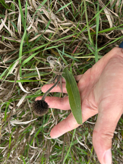 Echinacea angustifolia