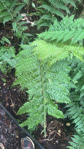Asplenium bulbiferum observed 2026-09-26