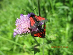 Zygaena minos