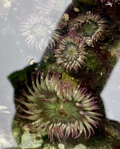 Aggregating Anemone