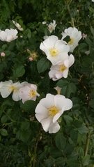 Rosa canina