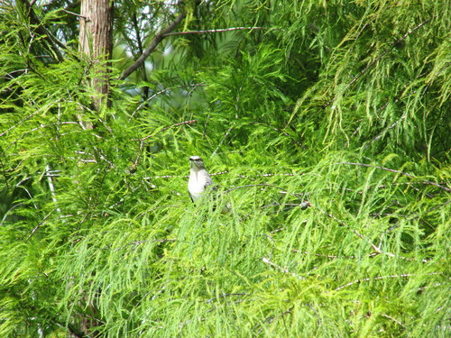 Northern Mockingbird