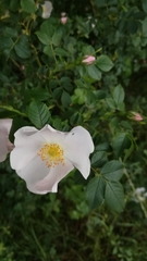 Rosa canina