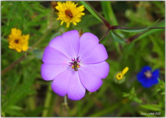 Eudianthe coeli-rosa