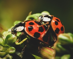 Harmonia axyridis
