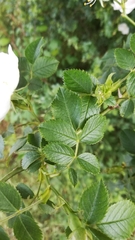 Rosa canina