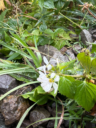 Canada Violet