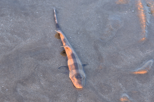 Brown-banded Bamboo Shark