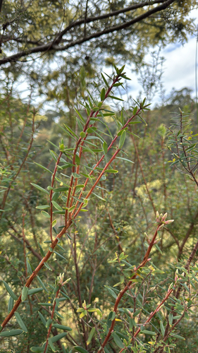 Monotoca glauca observed 2026-09-26