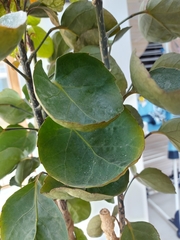 Polyscias scutellaria