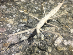 Pseudosermyle straminea