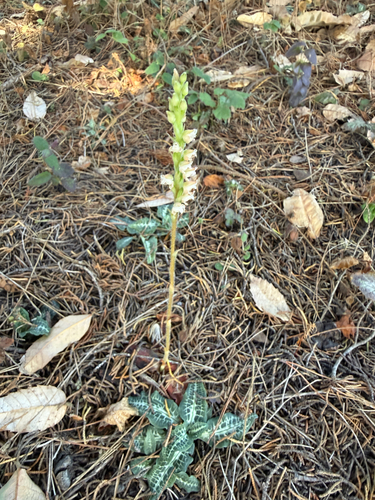 Goodyera oblongifolia, photograph 1