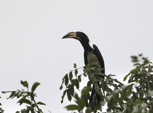 West African Pied Hornbill