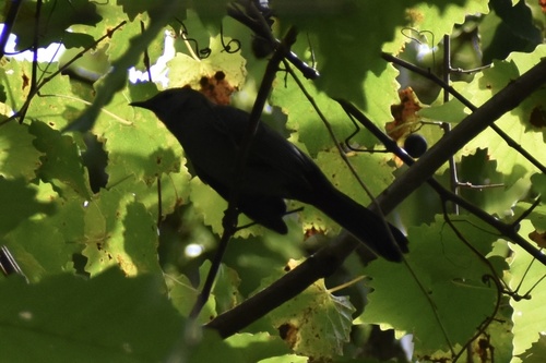 Gray Catbird