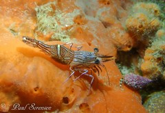 Rhynchocinetes australis