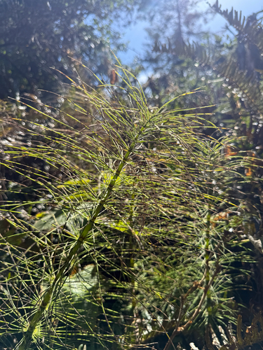 Equisetum telmateia, photograph 2