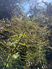 (c) Karen (with occasional help from Mike), some rights reserved (CC BY) Equisetum telmateia, photograph (c) Karen (with occasional help from Mike), some rights reserved (CC BY)