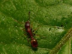Myrmica rubra