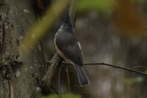 Tufted Titmouse
