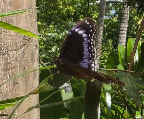 Blue-banded Eggfly