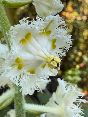 Veratrum fimbriatum
