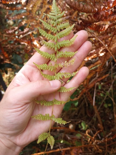 Coryphopteris observed 2026-09-23