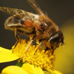 Eristalis pertinax