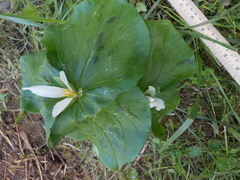 Trillium albidum