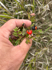 Rosa arkansana