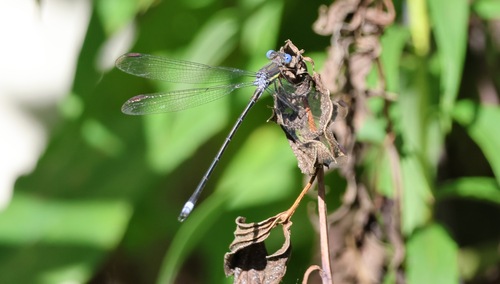 Great Spreadwing