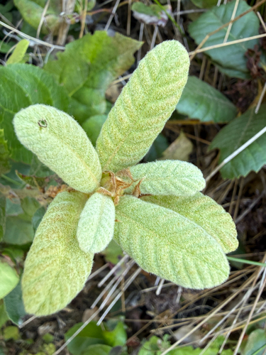Notholithocarpus densiflorus, photograph 6