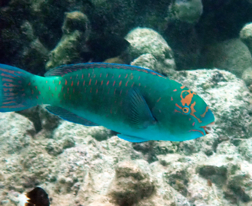 Chlorurus frontalis observed 2026-09-25