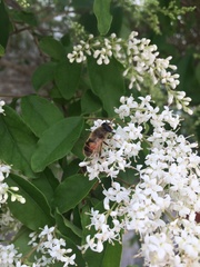 Eristalis tenax