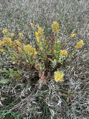 Owen McElroy, CC0, iNaturalist via GBIF Solidago rigidiuscula, photograph Owen McElroy, CC0, iNaturalist via GBIF
