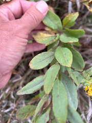 Owen McElroy, CC0, iNaturalist via GBIF Solidago rigidiuscula, photograph Owen McElroy, CC0, iNaturalist via GBIF