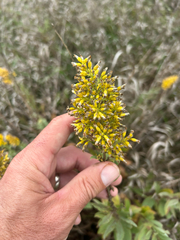 Solidago rigidiuscula