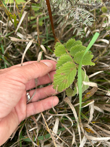 Drymocallis arguta, photograph 4