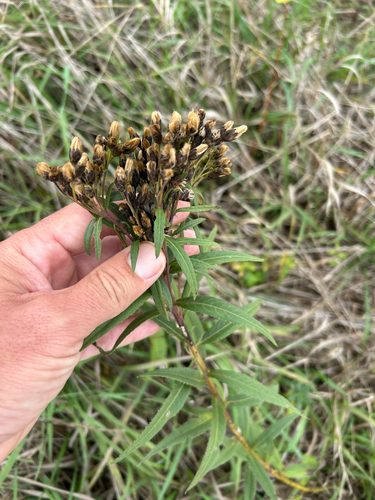 Vernonia fasciculata