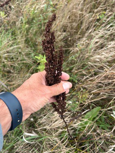 Rumex crispus