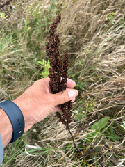 Rumex crispus