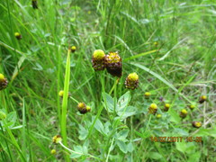 Trifolium spadiceum