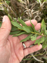 Solidago mollis, photograph author not stated, no rights reserved