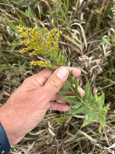 Solidago mollis, photograph 3
