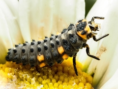 Coccinella septempunctata