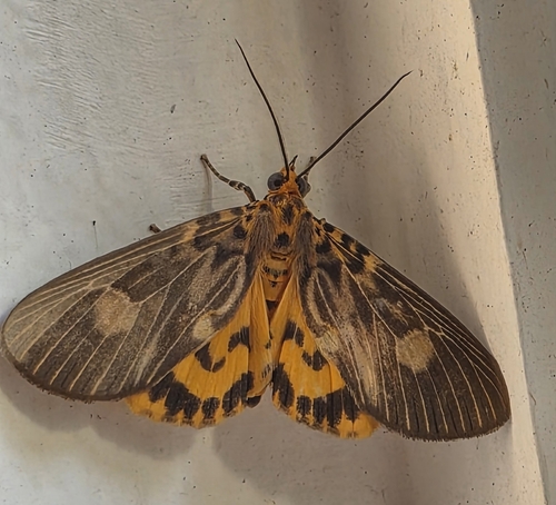 Two-spots Tiger Moth