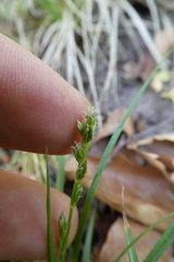 Carex muricata