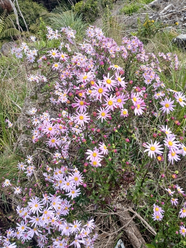 Senecio glastifolius